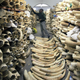 Image for article titled A Trump US policy reversal on trophy hunting imports would be terrible for African elephants